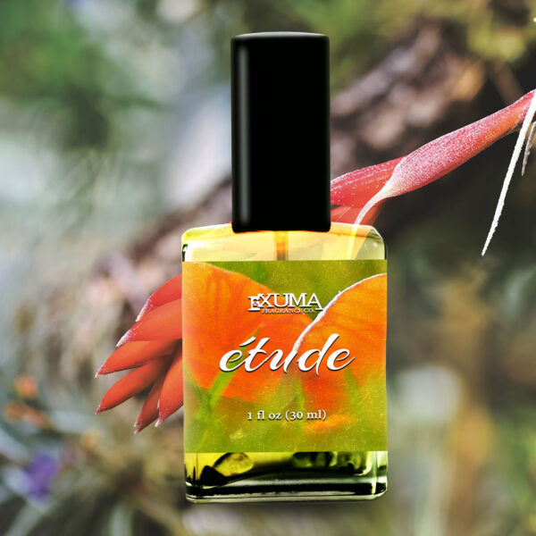Étude - Image 7