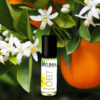 OBT - Image 3