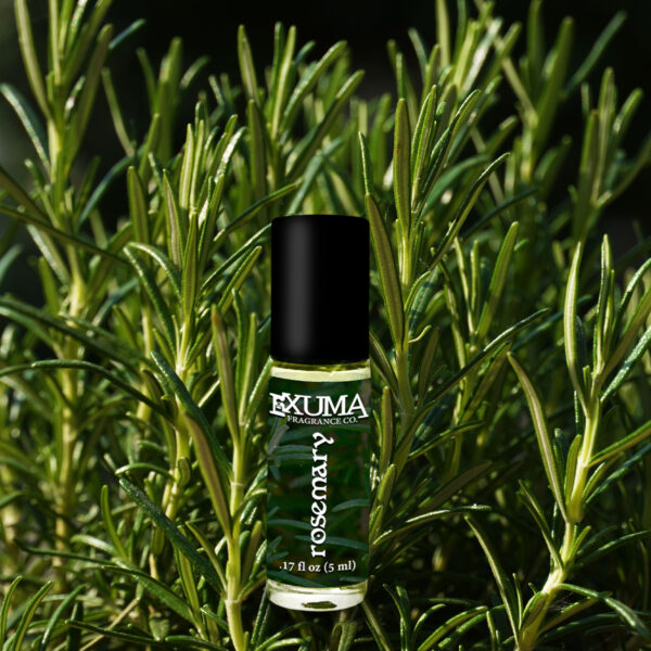 Rosemary - Image 3