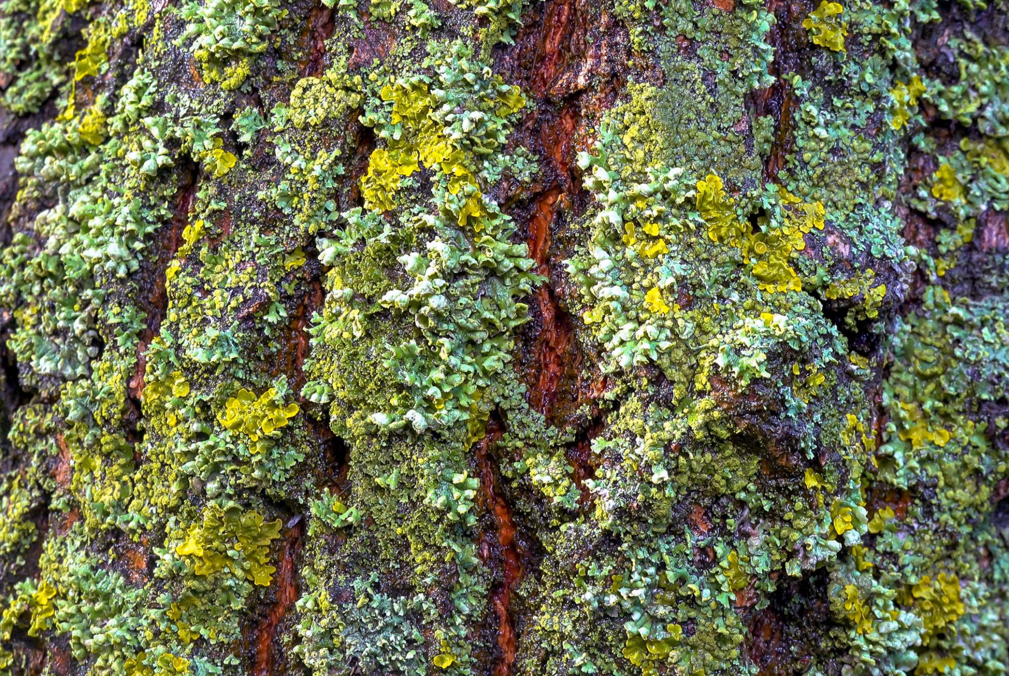 Oakmoss growing on tree bark, showing its natural texture and green, earthy character